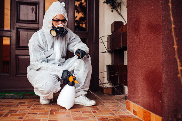 Attic and Crawl Space Rodent Treatment in Castle Point