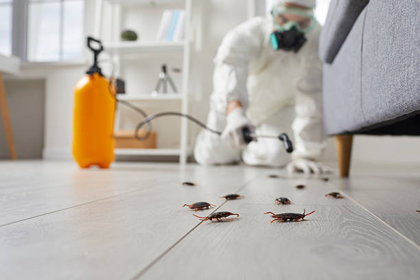 Commercial Rodent Management in Castle Point